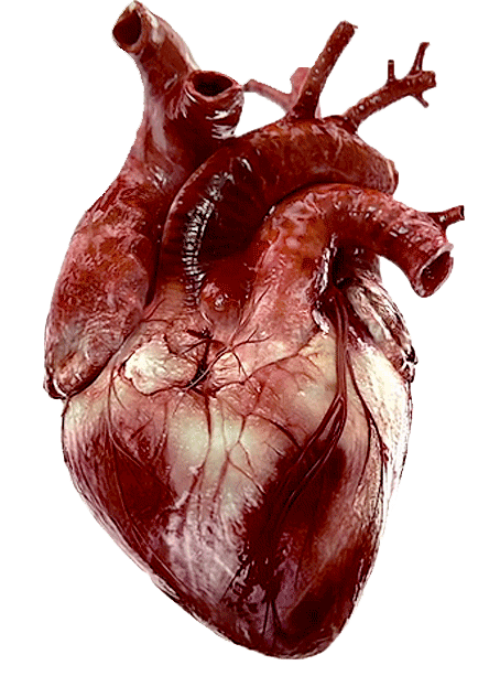 real, live, beating heart