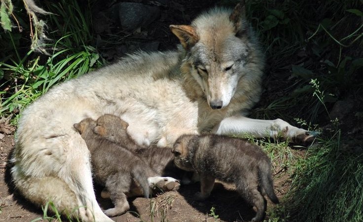 wolf laying in the grass